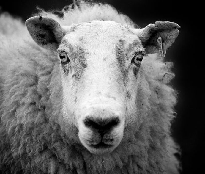 Scottish sheep